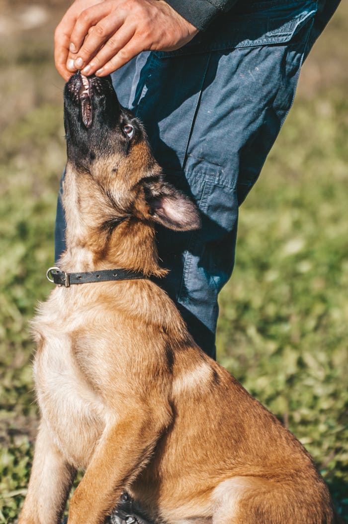 A Belgian Malinois puppy eagerly receives a treat during an outdoor training session with its handler's hand visible.