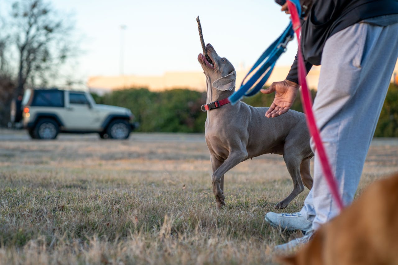 impact-img A Weimaraner dog on a leash playing fetch with its owner in a grassy park setting.