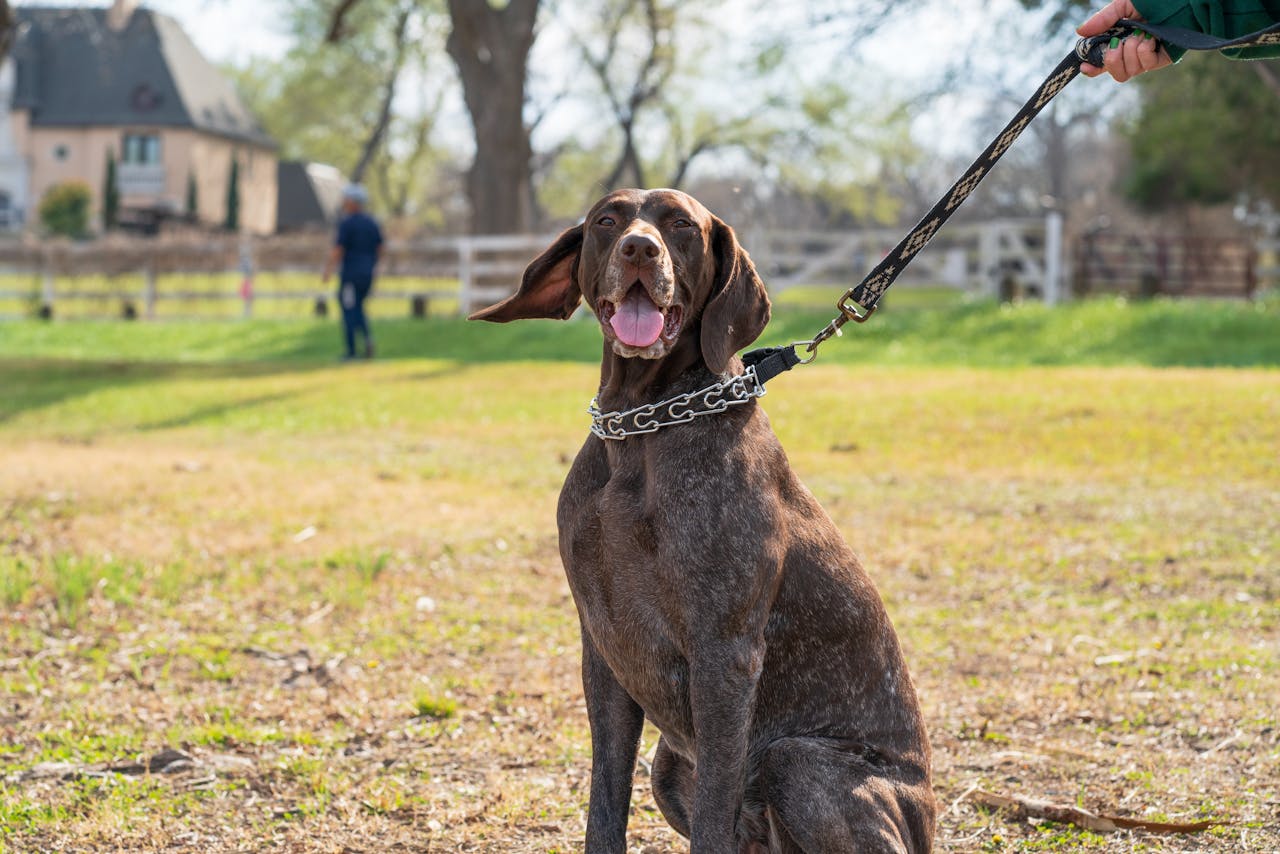 hero-about A happy German Shorthaired Pointer on a leash enjoying a sunny day outdoors.