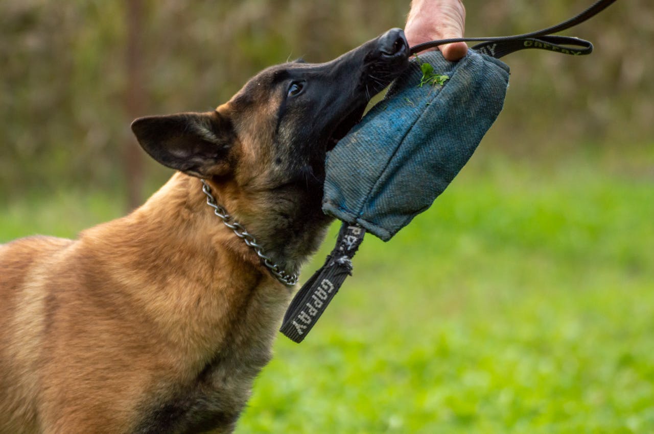 services-03 Close-up of a Belgian Malinois dog during a training session with a tug toy outdoors.