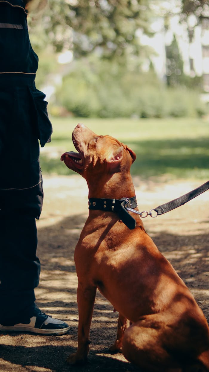 services-02 Brown dog in collar sitting attentively outdoors during a training session. Sunlit day.