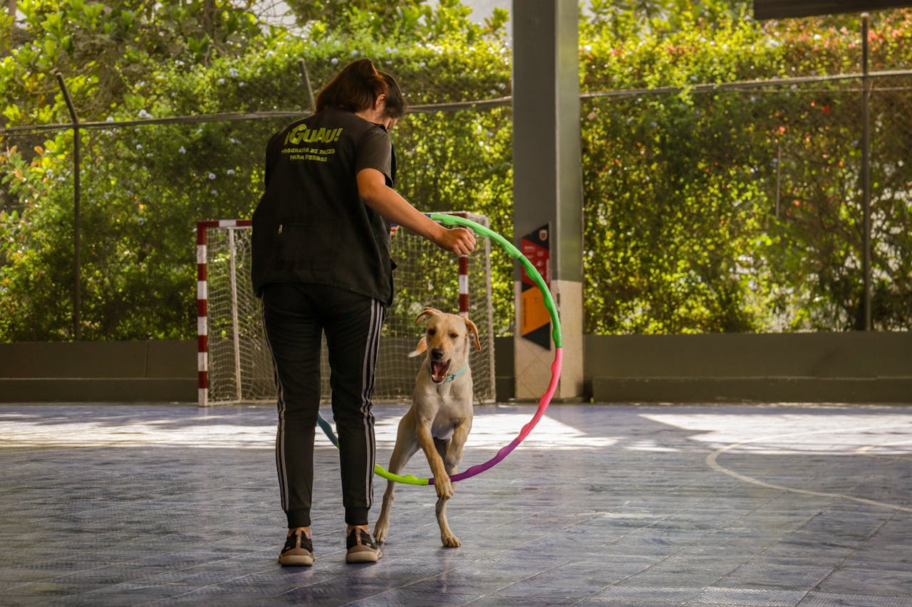 about-02 A dog jumps through a colorful hoop held by a trainer indoors.