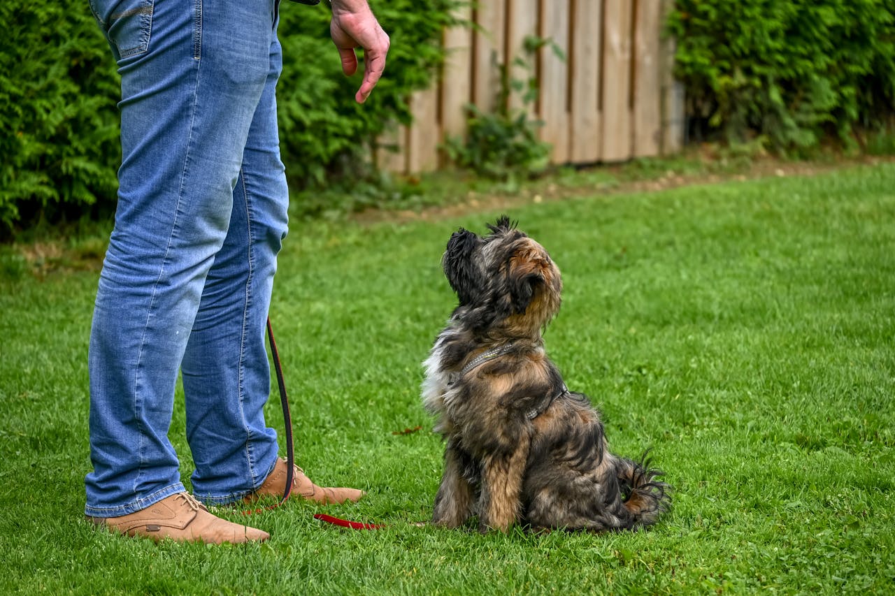 hero-services A Tibetan Terrier dog sitting attentively for training in a backyard setting.