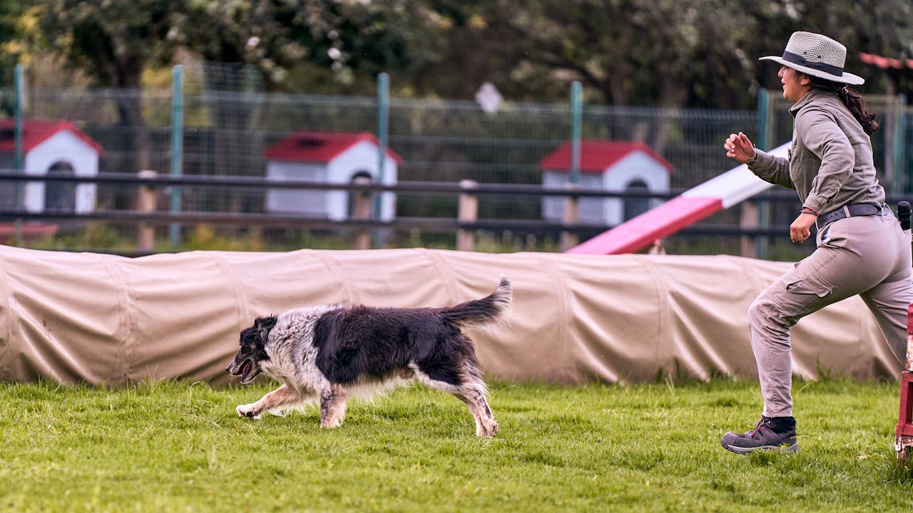 about-01 Trainer and Border Collie in action during outdoor agility training session.